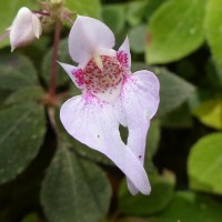 Impatiens thwaitesii Hook.f. ex Grey-Wilson